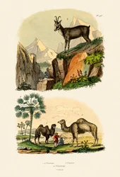 Dromedar, 1833-39
